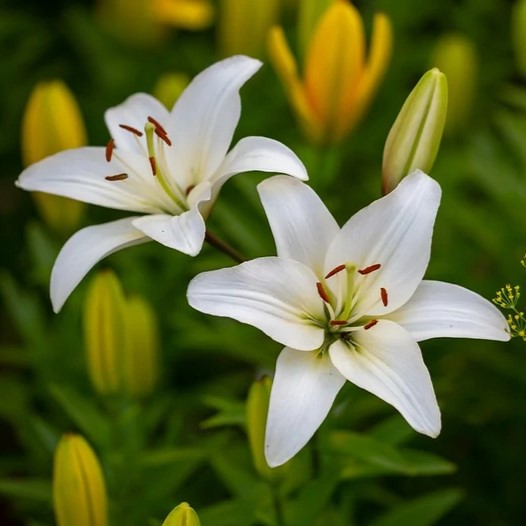 Photo de Mélanie Scheuren